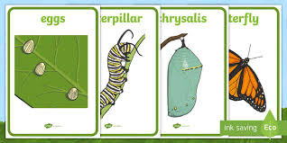 Өнім өмірлік циклі